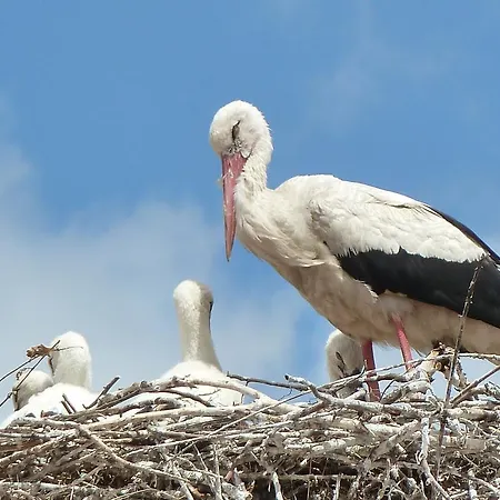Villa Holiday Poroszló